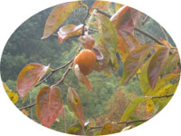 熟れた柿 熟れた柿