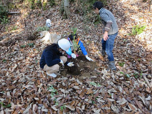 コナラの植樹 コナラの植樹