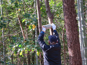 巣箱の設置 巣箱の設置