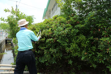 はさみを使った剪定作業 はさみを使った剪定作業