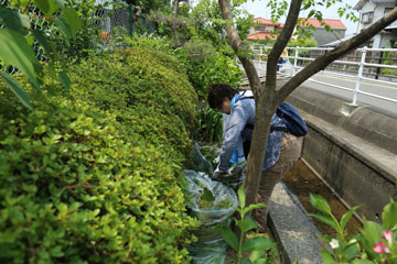 剪定枝の回収作業 剪定枝の回収作業