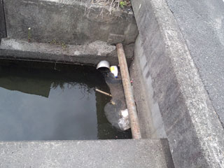 用水路のごみ 用水路のごみ