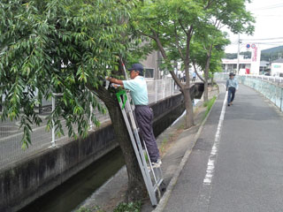 柳の剪定作業 柳の剪定作業