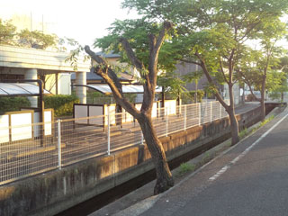 剪定後の柳 剪定後の柳