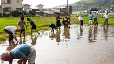 田植えの様子(2) 田植えの様子(2)