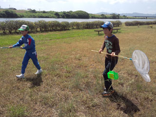 昆虫採集(1) 昆虫採集(1)