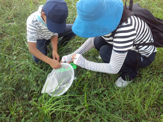 昆虫採集(4) 何が捕れたかな? 昆虫採集(4) 何が捕れたかな?