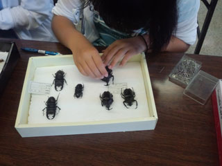 標本とラベルを固定していく 標本とラベルを固定していく