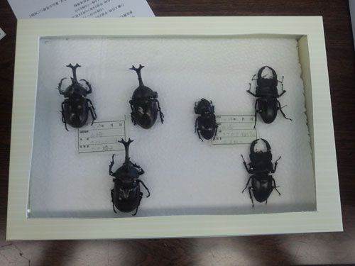 完成した作品(1)カブトムシ・クワガタ 完成した作品(1)カブトムシ・クワガタ