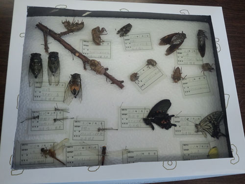 完成した作品(2)セミ・チョウ・トンボ 完成した作品(2)セミ・チョウ・トンボ