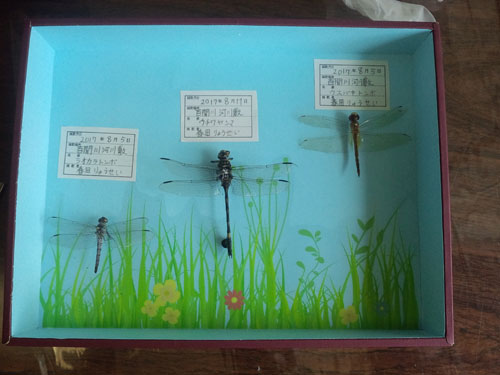 完成した作品(3)トンボ 完成した作品(3)トンボ