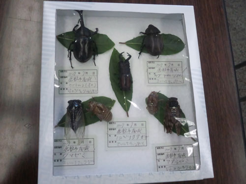 完成した作品(4)カブトムシ・クワガタ・セミ 完成した作品(4)カブトムシ・クワガタ・セミ