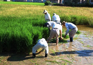 青田刈りの様子(1) 青田刈りの様子(1)