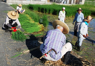 青田刈りの様子(2) 青田刈りの様子(2)
