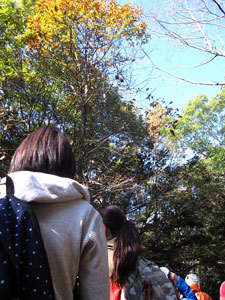 紅葉したコナラの下を進む 紅葉したコナラの下を進む