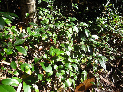 山道の草むらにユキノシタが 山道の草むらにユキノシタが