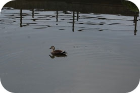 水面を進む鴨 水面を進む鴨