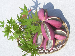 甘い芳香のアケビの実 甘い芳香のアケビの実