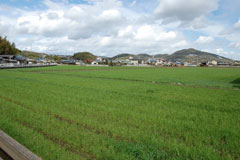 4月頃には緑一色 4月頃には緑一色