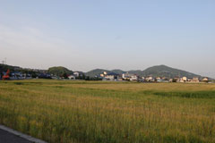 5月上旬から色づき始め 5月上旬から色づき始め