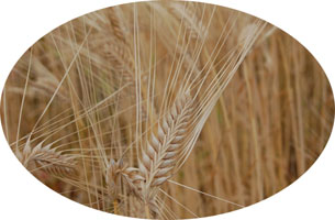 これが麦の穂 髭が長いビール麦 これが麦の穂 髭が長いビール麦