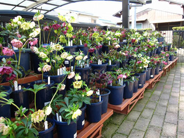 RƕׂꂽROO𒴂NX}X[Y