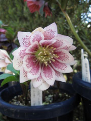 クリスマスローズ1 クリスマスローズ1