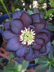 クリスマスローズ2 クリスマスローズ2