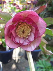 クリスマスローズ3 クリスマスローズ3