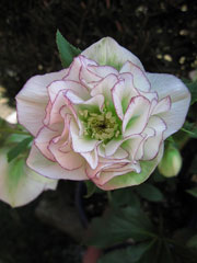 クリスマスローズ4 クリスマスローズ4