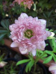 クリスマスローズ5 クリスマスローズ5