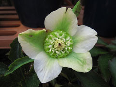 クリスマスローズ6 クリスマスローズ6