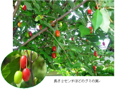 数多く実ったグミ 数多く実ったグミ