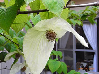 ハンカチの花 ハンカチの花