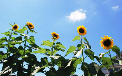 夏空に映えるひまわり 夏空に映えるひまわり