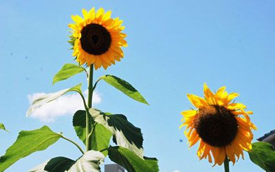 花径30p超の大輪も 花径30p超の大輪も