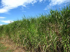 オムロン岡山 東の河川敷 オムロン岡山 東の河川敷