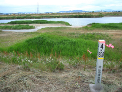 オムロン岡山の東の土手から低水護岸を望む オムロン岡山の東の土手から低水護岸を望む