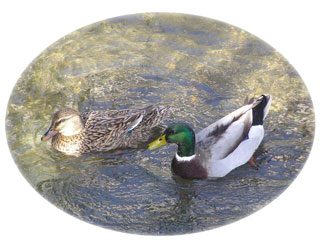 川面を進む鴨のつがい 川面を進む鴨のつがい