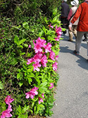 民家の庭先に咲いた「キリシマツツジ」 民家の庭先に咲いた「キリシマツツジ」