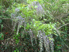 山道に咲いた「ヤマフジ」 山道に咲いた「ヤマフジ」