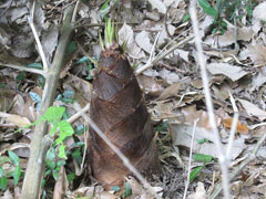 木立の中には「タケノコ」が顔をだす 木立の中には「タケノコ」が顔をだす