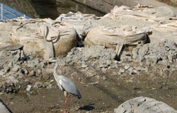 サギが餌を求めて サギが餌を求めて