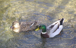 優雅に泳ぐ鴨 優雅に泳ぐ鴨