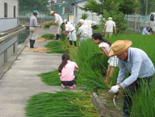 H26.8.12 青田刈り1 H26.8.12 青田刈り1