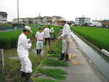 H26.8.12 青田刈り2 H26.8.12 青田刈り2