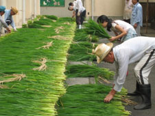 H26.8.12 天日干し H26.8.12 天日干し