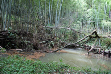 倒木に覆われた奥谷の池 倒木に覆われた奥谷の池