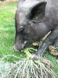 ブロッコリーを足で押さえ食べる ブロッコリーを足で押さえ食べる