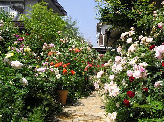 バラが咲き誇る庭 バラが咲き誇る庭